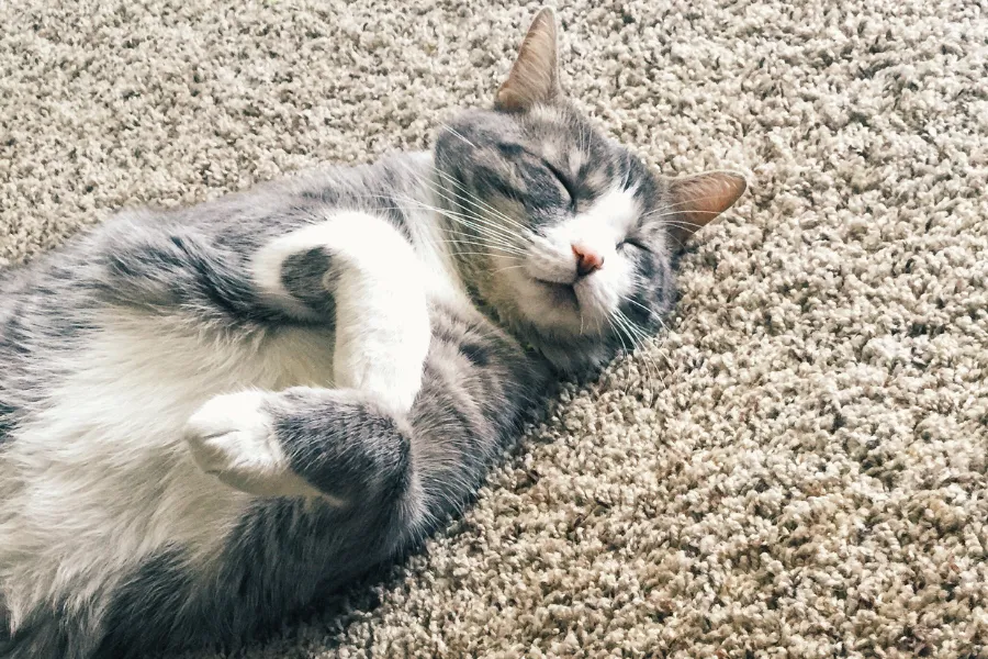 carpet flooring for pets