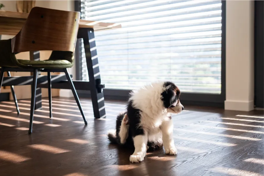 hardwood flooring for pets