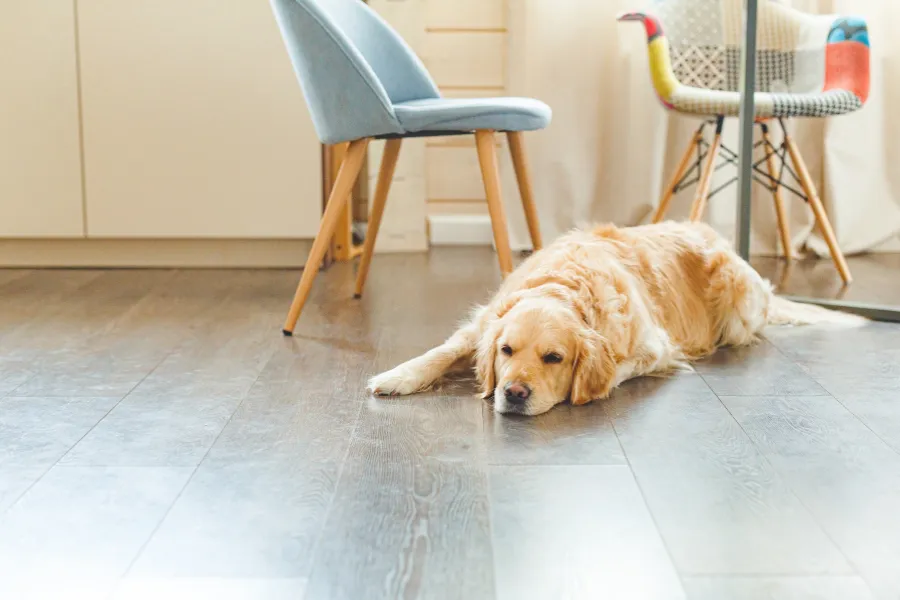 laminate flooring for pets