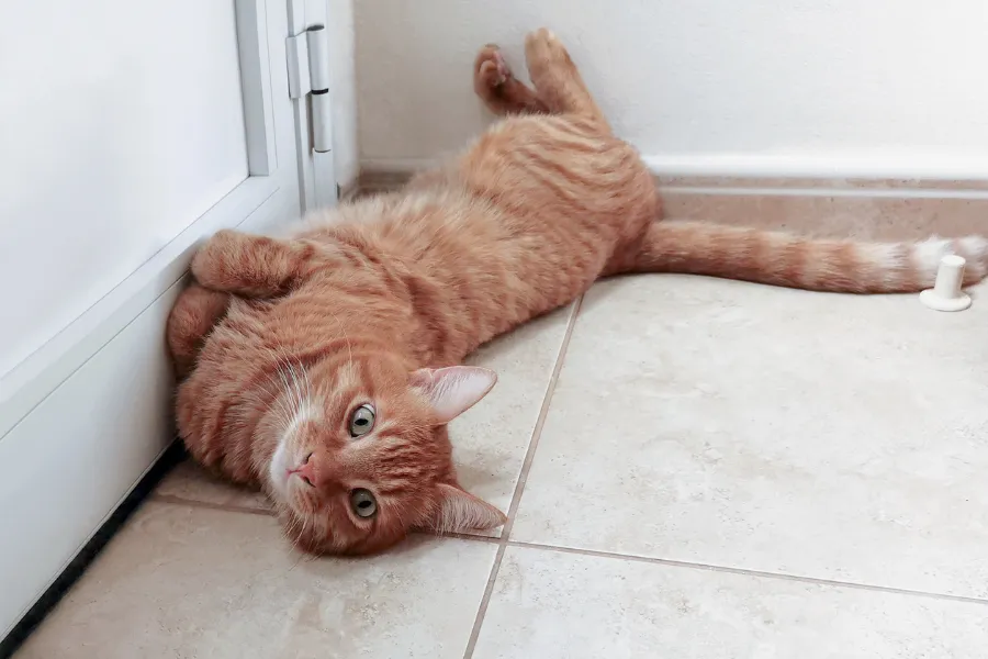 tile flooring for pets